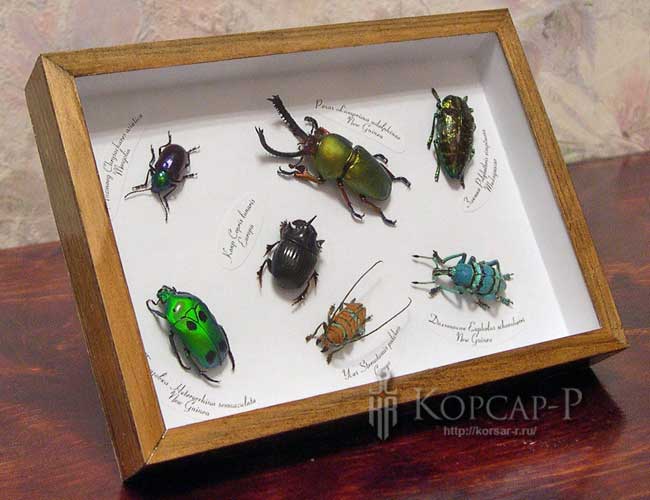 Coleoptera varia (   ).  .