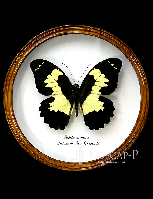 Papilio euchenor.  .