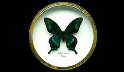 Papilio bianor.  .