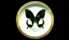 Papilio fuscus.  .