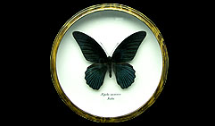 Papilio memnon.  .