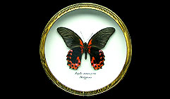 Papilio Rumanzovia.  .