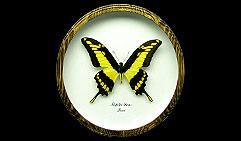 Papilio thoas.  .